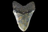 Fossil Megalodon Tooth - North Carolina #124393-2